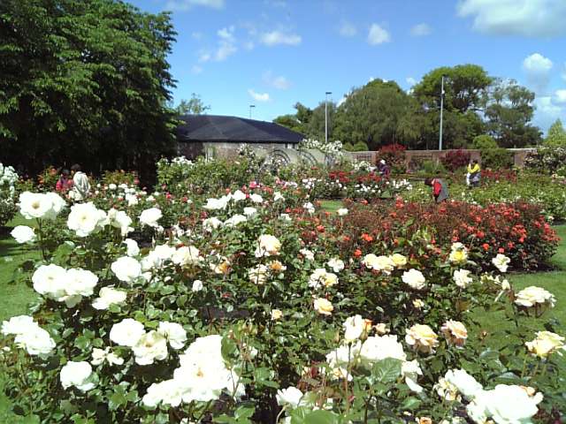 �܂邶��@�܂邶��@����܂���