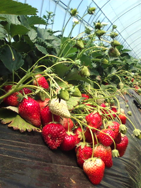 �܂邶��@�܂邶��@����܂���