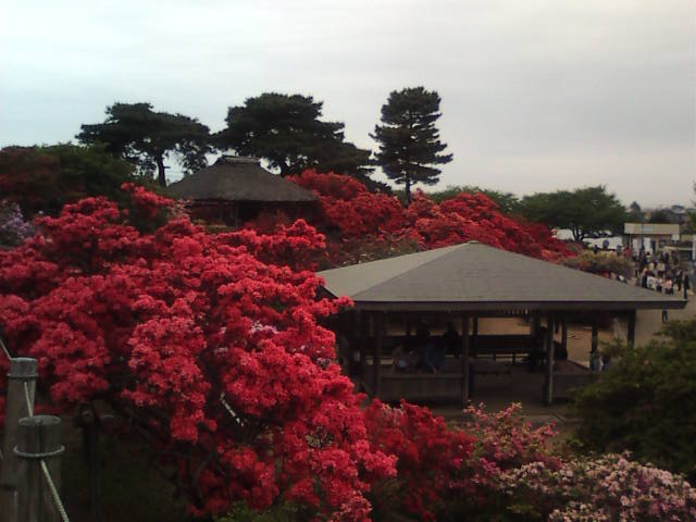 �܂邶��@�܂邶��@����܂���