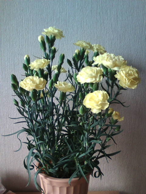 �܂邶��@�܂邶��@����܂���