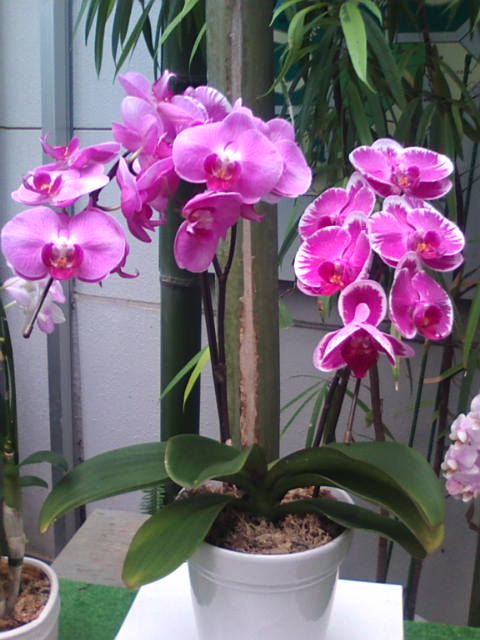 �܂邶��@�܂邶��@����܂���