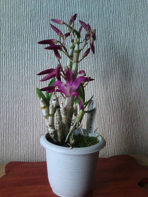 �܂邶��@�܂邶��@����܂���