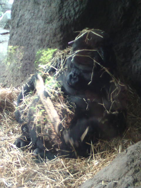 �܂邶��@�܂邶��@����܂���