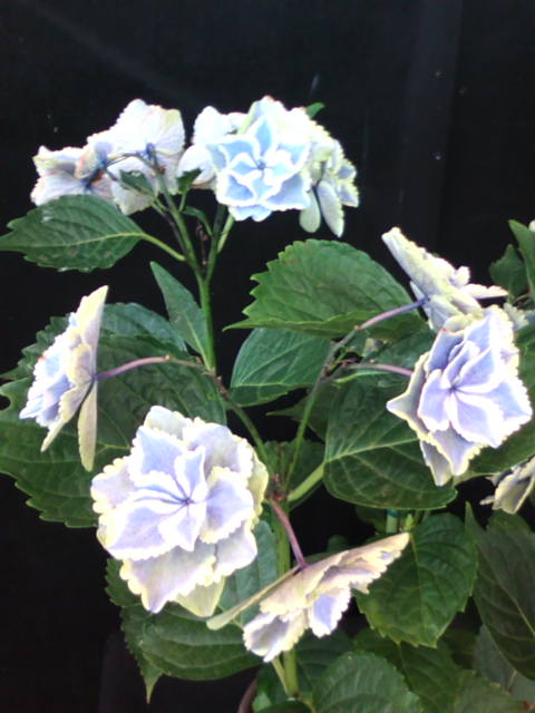 �܂邶��@�܂邶��@����܂���