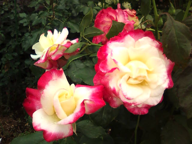 �܂邶��@�܂邶��@����܂���