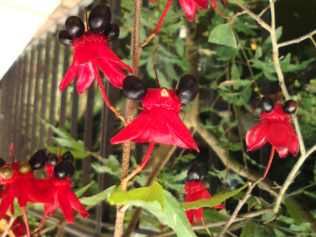 �܂邶��@�܂邶��@����܂���