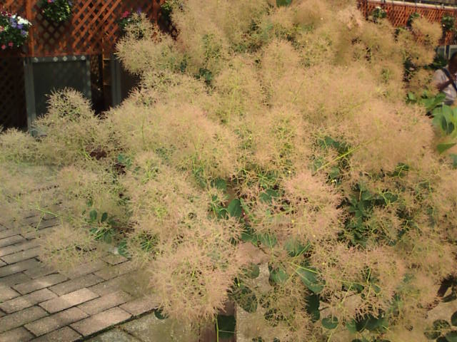 �܂邶��@�܂邶��@����܂���