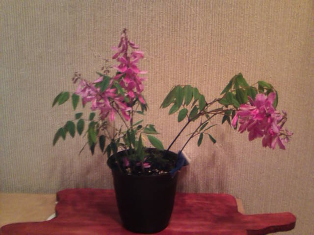 �܂邶��@�܂邶��@����܂���