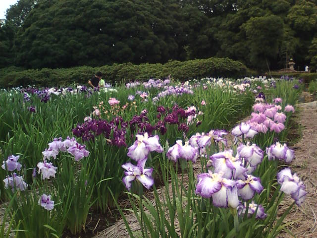 �܂邶��@�܂邶��@����܂���