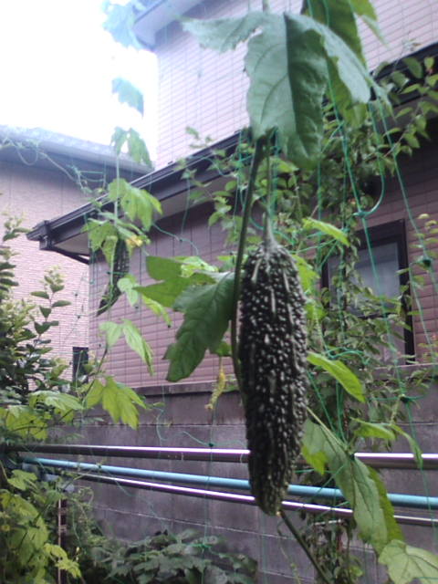 �܂邶��@�܂邶��@����܂���