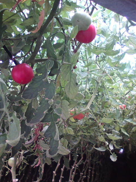 �܂邶��@�܂邶��@����܂���