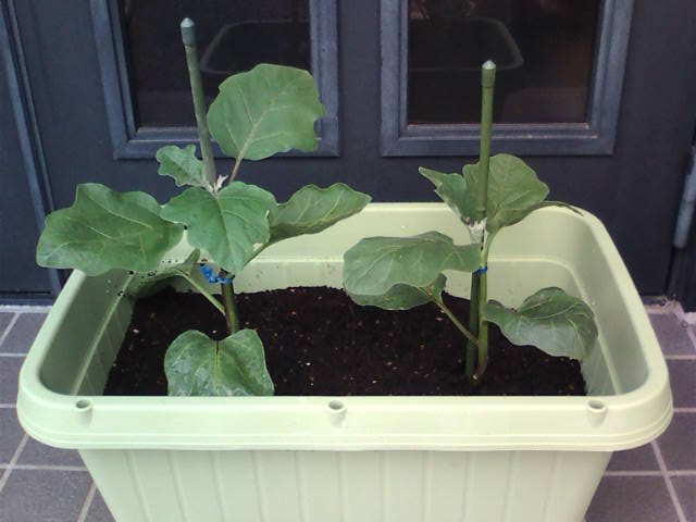 �܂邶��@�܂邶��@����܂���