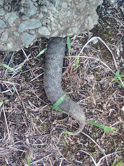 �܂邶��@�܂邶��@����܂���