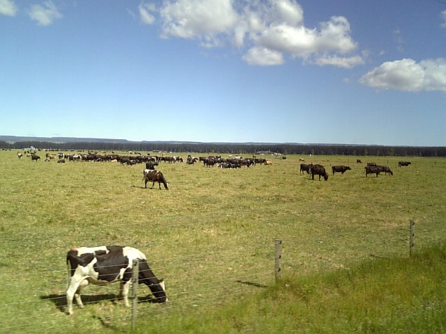 �܂邶��@�܂邶��@����܂���