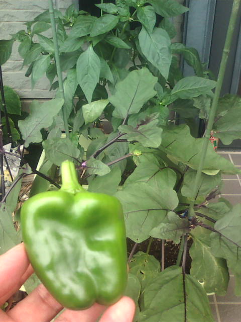 �܂邶��@�܂邶��@����܂���