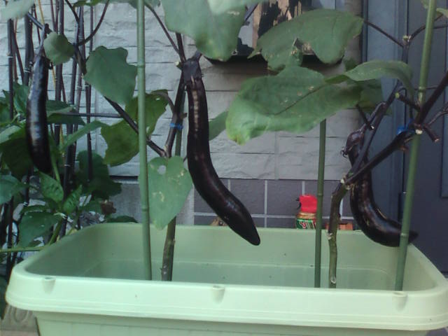 �܂邶��@�܂邶��@����܂���