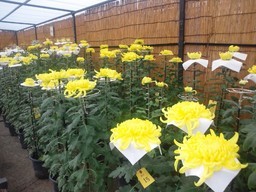 �܂邶��@�܂邶��@����܂���