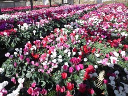 �܂邶��@�܂邶��@����܂���