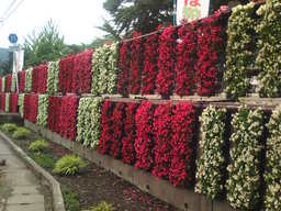 �܂邶��@�܂邶��@����܂���