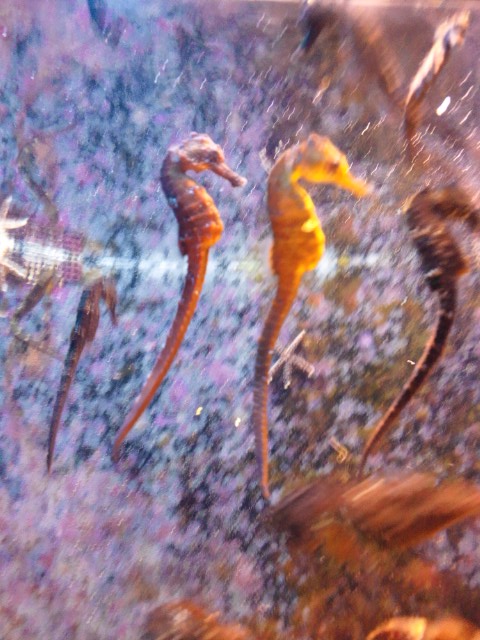 �܂邶��@�܂邶��@����܂���