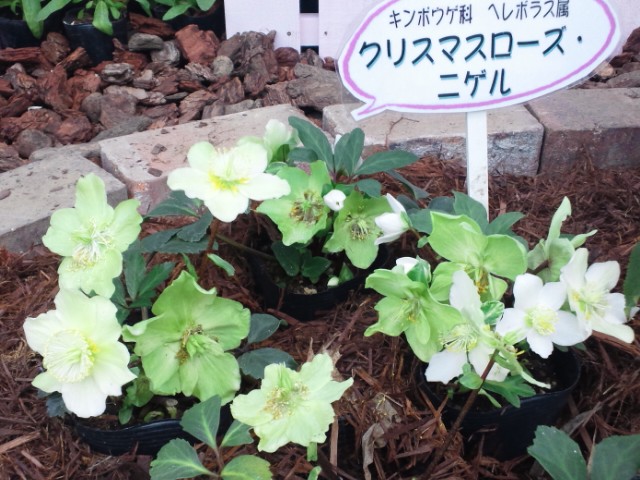 �܂邶��@�܂邶��@����܂���