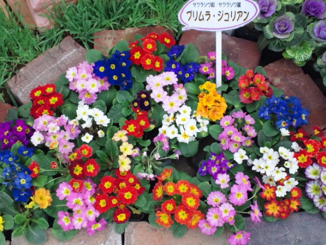 �܂邶��@�܂邶��@����܂���