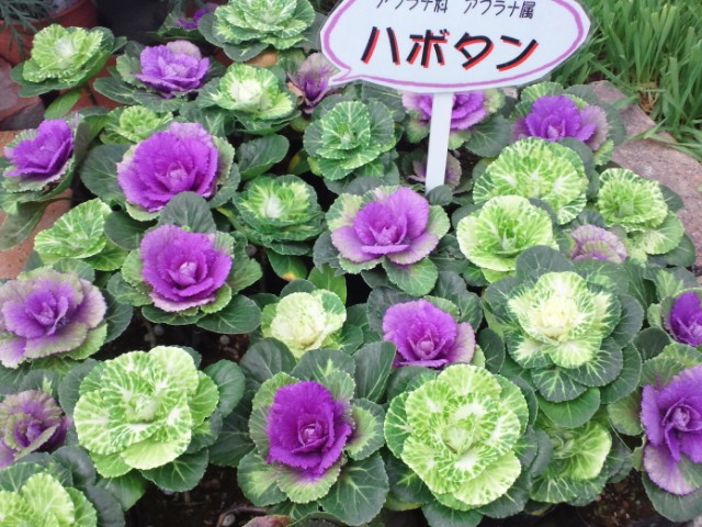 �܂邶��@�܂邶��@����܂���