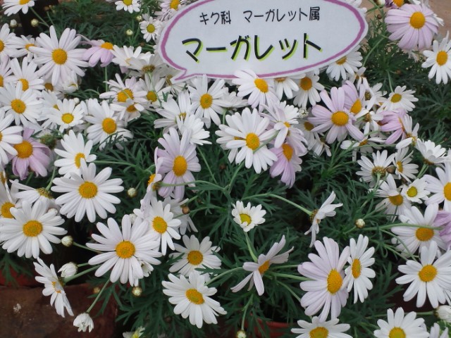 �܂邶��@�܂邶��@����܂���