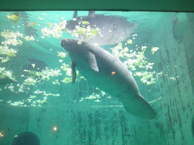 �܂邶��@�܂邶��@����܂���