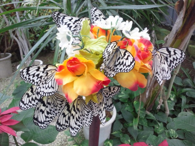 �܂邶��@�܂邶��@����܂���