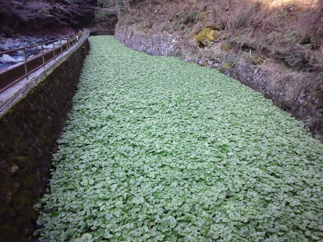 �܂邶��@�܂邶��@����܂���