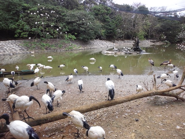 �܂邶��@�܂邶��@����܂���