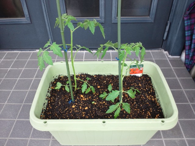 �܂邶��@�܂邶��@����܂���