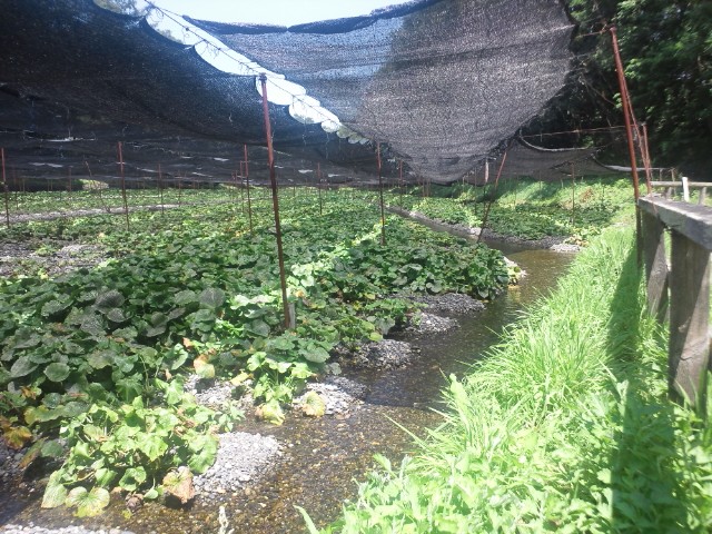 �܂邶��@�܂邶��@����܂���