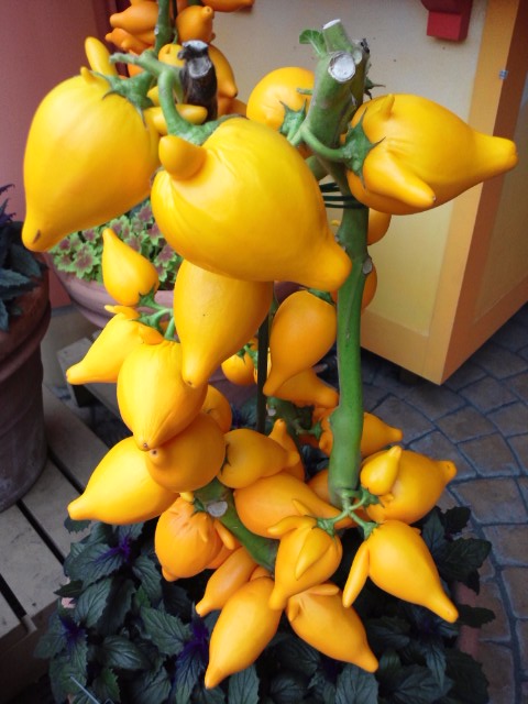 �܂邶��@�܂邶��@����܂���