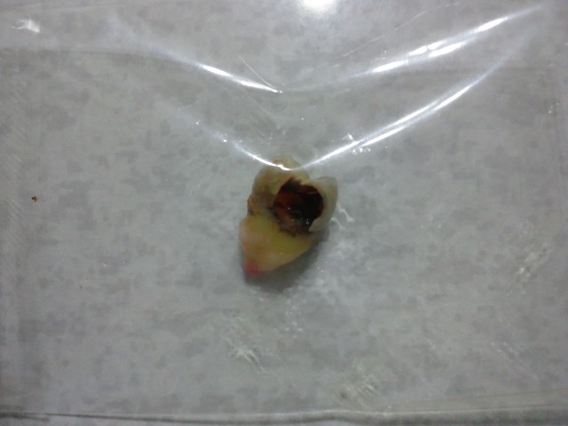 �܂邶��@�܂邶��@����܂���