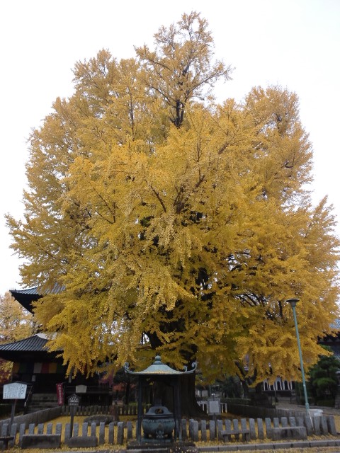 �܂邶��@�܂邶��@����܂���