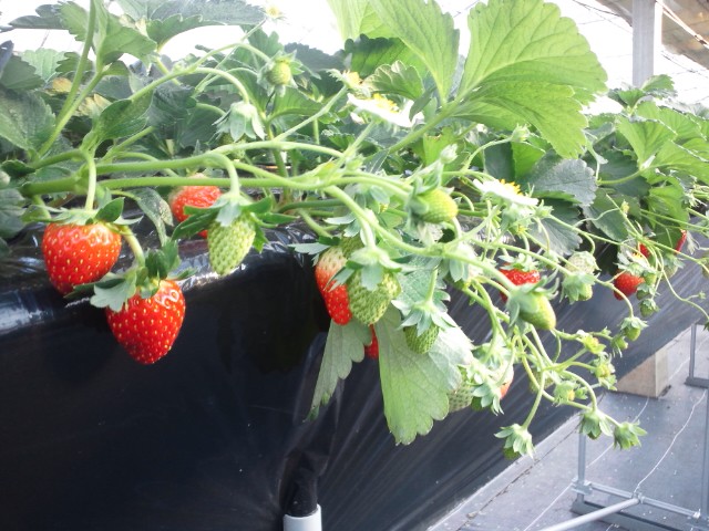 �܂邶��@�܂邶��@����܂���