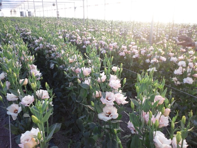 �܂邶��@�܂邶��@����܂���