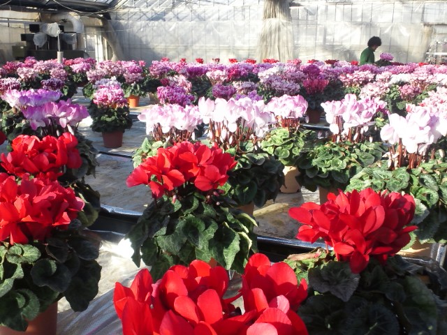 �܂邶��@�܂邶��@����܂���