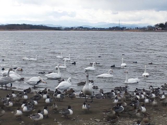 �܂邶��@�܂邶��@����܂���