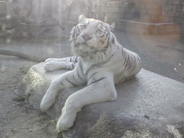 �܂邶��@�܂邶��@����܂���