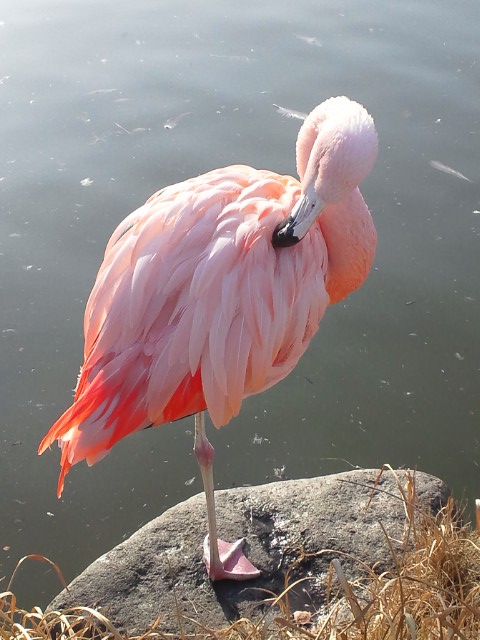 �܂邶��@�܂邶��@����܂���