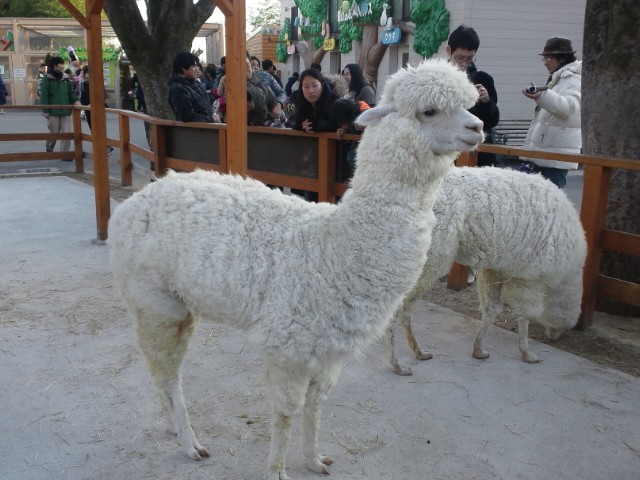 �܂邶��@�܂邶��@����܂���