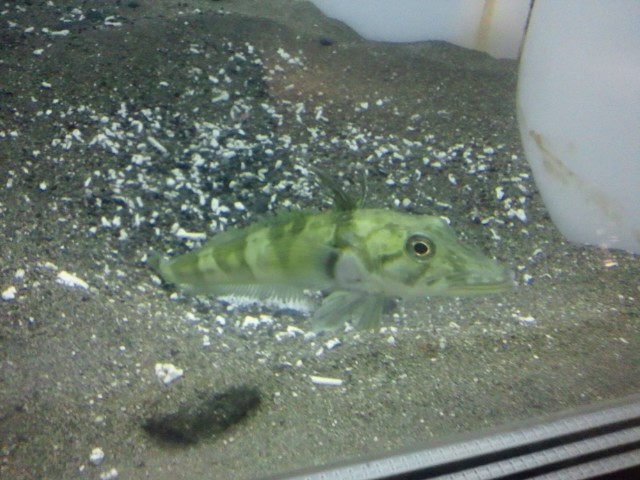 �܂邶��@�܂邶��@����܂���