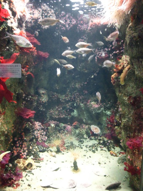 �܂邶��@�܂邶��@����܂���