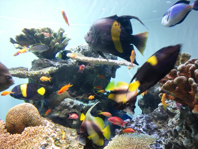 �܂邶��@�܂邶��@����܂���