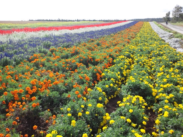 �܂邶��@�܂邶��@����܂���