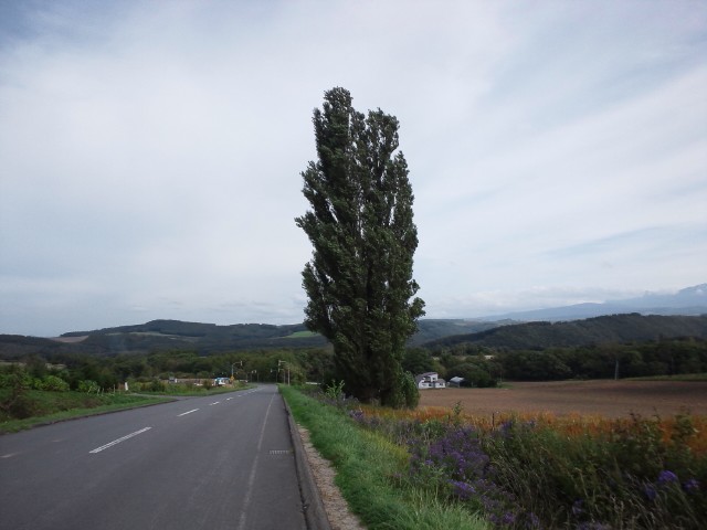 �܂邶��@�܂邶��@����܂���