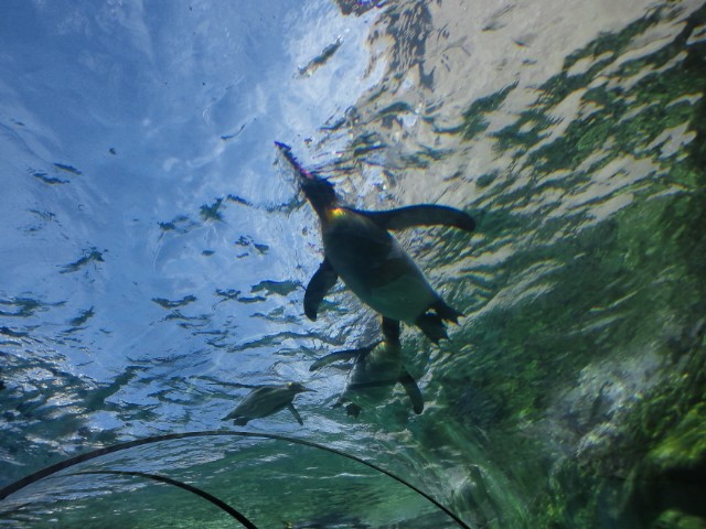 �܂邶��@�܂邶��@����܂���